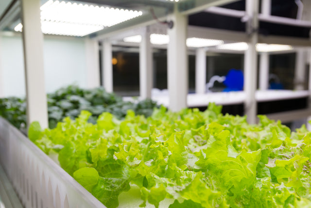What is the best type of LED Grow Light to buy?