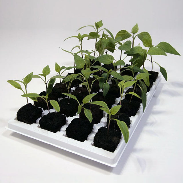 Root Riot Cubes for weed cuttings LED Grow Light