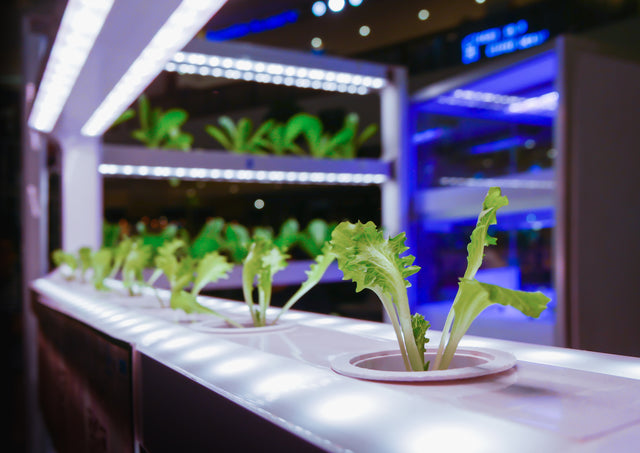 LED Grow Light Essential Growing Guide
