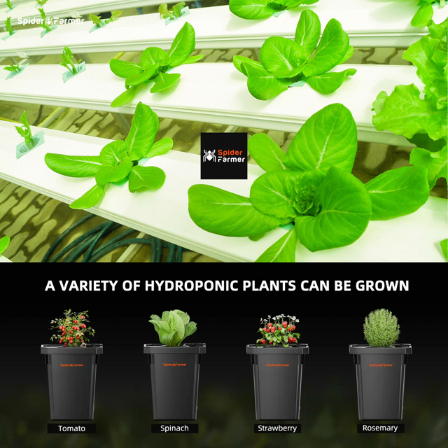 Spider Farmer DWC Hydroponics -  4 Plant System