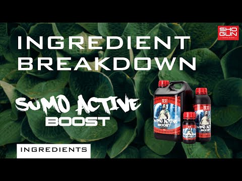 Shogun - Sumo Active Boost