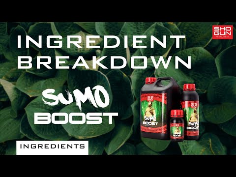 Shogun - Sumo Boost