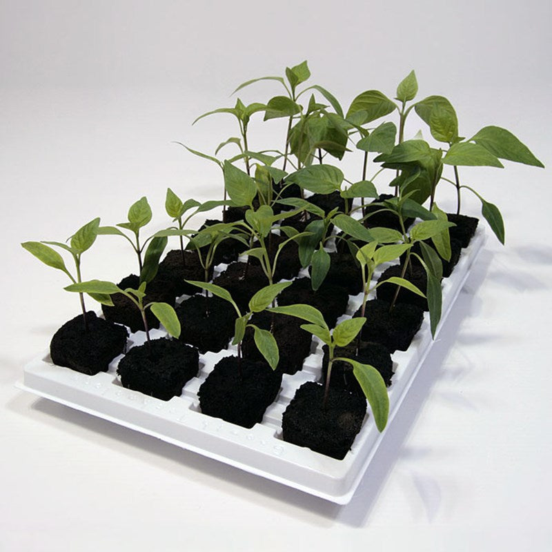 Root Riot Cubes for weed cuttings LED Grow Light 