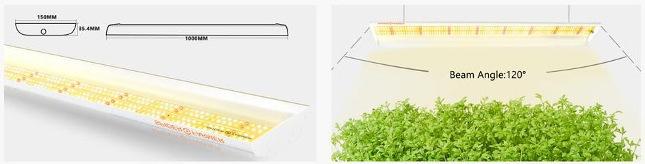 Spider Farmer SF600 LED Grow Light Seedlings